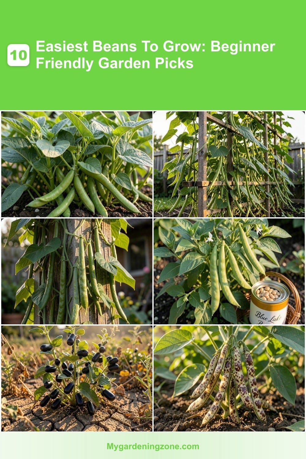 10 Easiest Beans To Grow: Beginner Friendly Garden Picks 10 Easiest Beans To Grow: Beginner Friendly Garden Picks