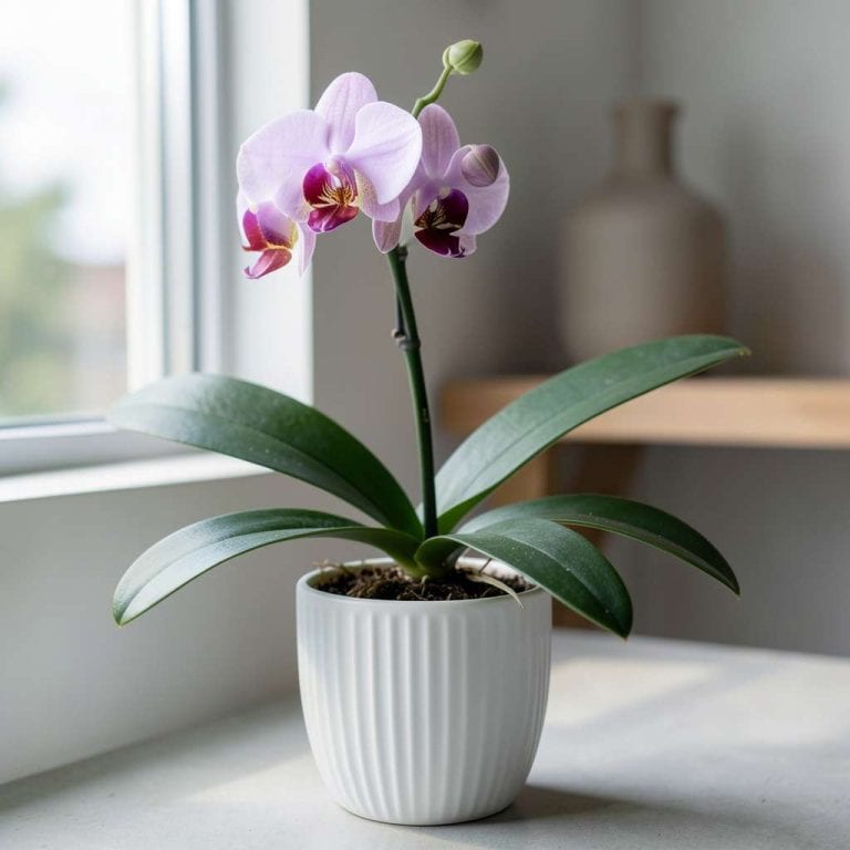 How Many Leaves Should an Orchid Have: Expert Guide to Healthy Growth