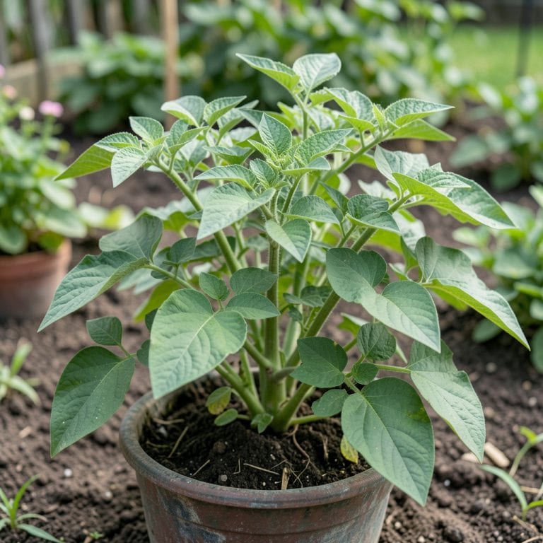 How Much Light Does a Potato Plant Need: Essential Growing Tips