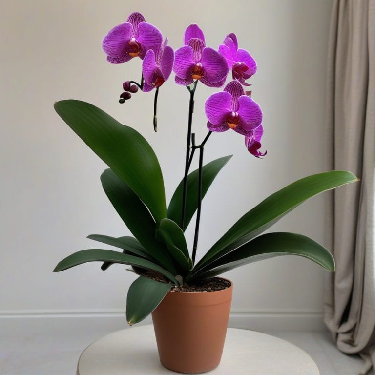 How Tall Can Orchids Grow: Expert Tips for Maximum Height