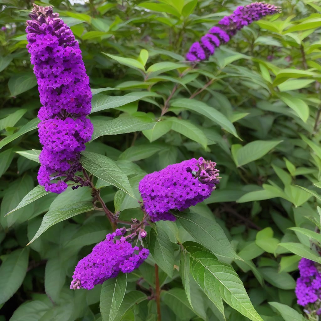 how tall do buddleia grow detailed visual guide