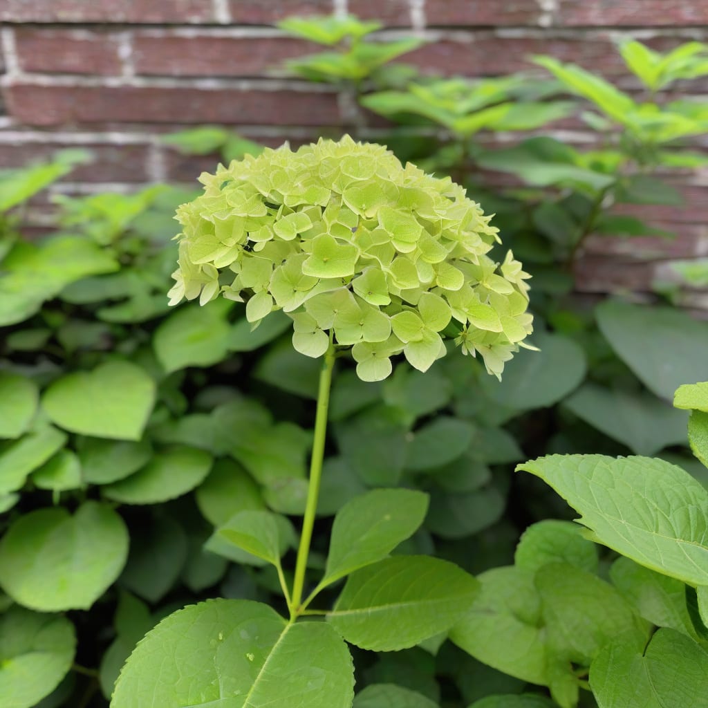 How Tall Do Little Lime Hydrangeas Grow: Ultimate Size Guide detailed visual guide
