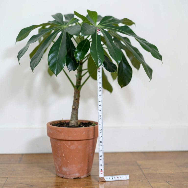 How Tall Do Umbrella Trees Grow: Maximum Height Guide