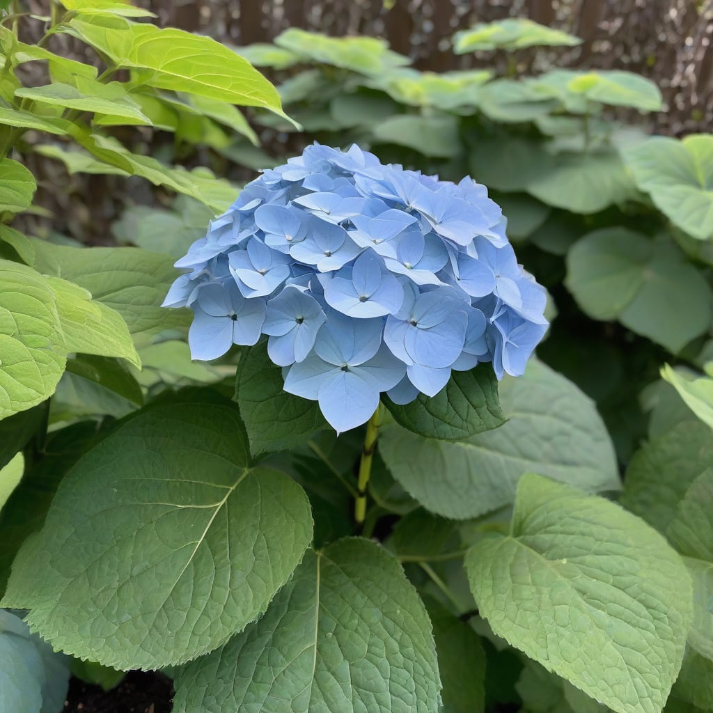 Comprehensive How Tall Does Hydrangea Grow: Expert Size Guide visual reference