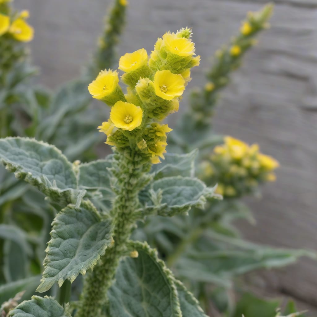 Comprehensive How Tall Does Mullein Grow: Expert Height Guide for Gardeners visual reference