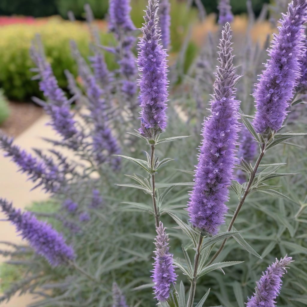 Visual representation of how tall does russian sage grow