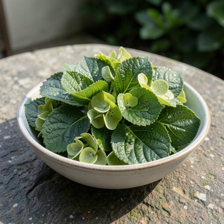 Hydrangea Leaves Curling Upwards: Underwatering Signs and Solutions Hydrangea Leaves Curling Upwards: Underwatering Signs and Solutions