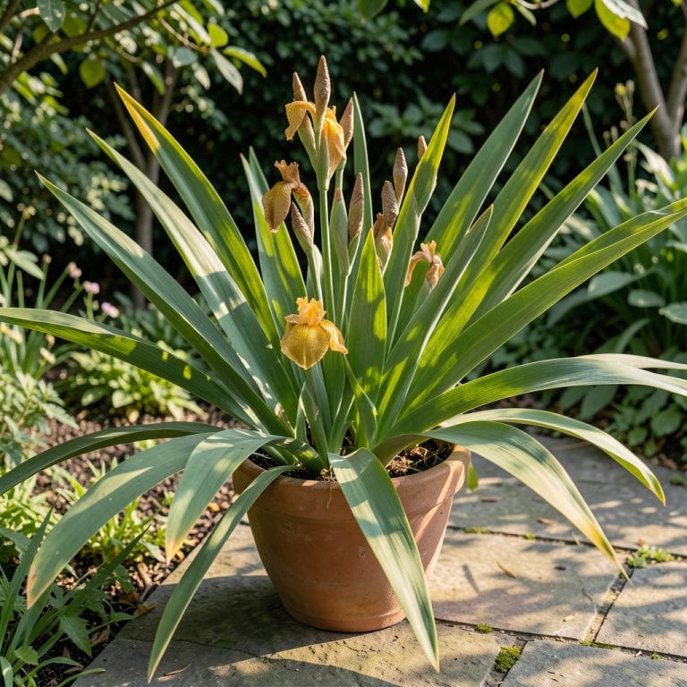 Iris Leaves Turning Yellow: Nutrient Imbalance and Soil pH Correction Iris Leaves Turning Yellow: Nutrient Imbalance and Soil pH Correction