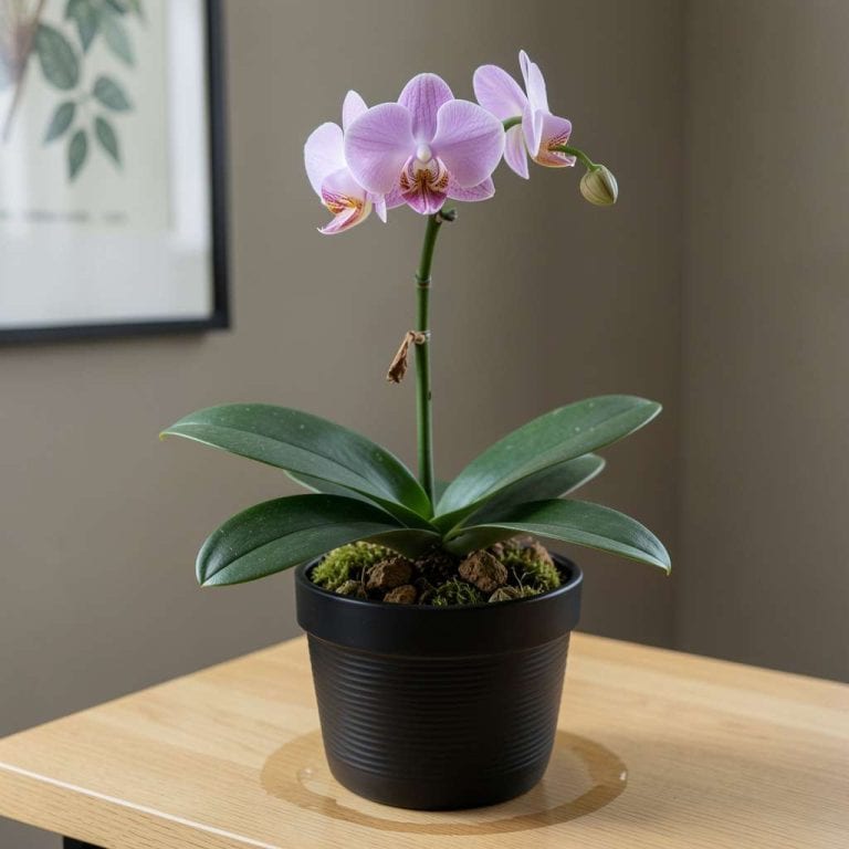 Orchid Stem Turning Brown: Causes and How to Fix It Fast Orchid Stem Turning Brown: Causes and How to Fix It Fast