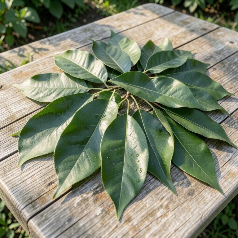 Peach Tree Leaves Pictures: Botanical Details for Gardeners Peach Tree Leaves Pictures: Botanical Details for Gardeners