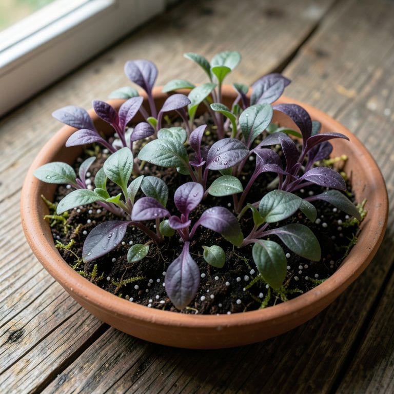 Pepper Seedlings Turning Purple: Nutrient Deficiency Signs and Fixes