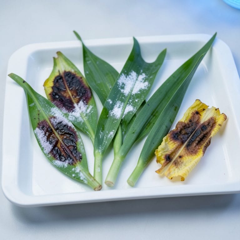 Pictures of Lily Diseases: Visual Guide for Early Plant Rescue