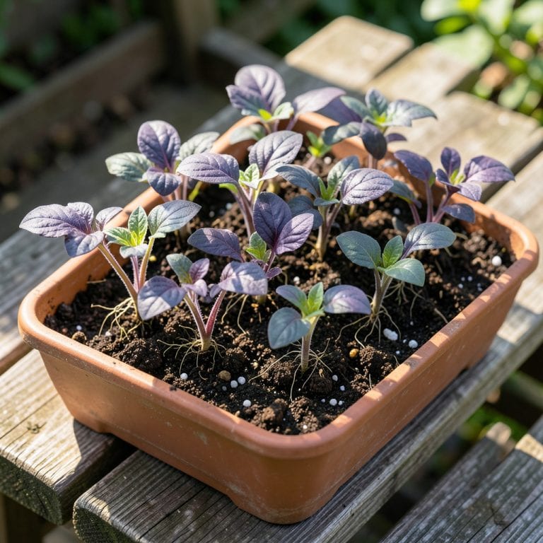 Purple Leaves Tomato Seedlings: Visual Guide to Nutrient or Stress Diagnosis