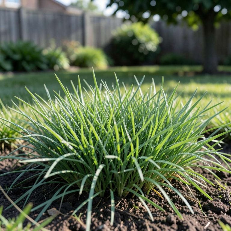 Where to Get Gas for Lawn Mower: Best Fuel Types and Local Options