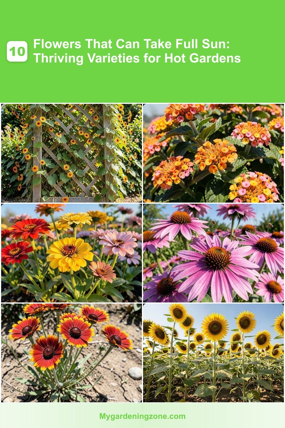 10 Flowers That Can Take Full Sun: Thriving Varieties for Hot Gardens 10 Flowers That Can Take Full Sun: Thriving Varieties for Hot Gardens