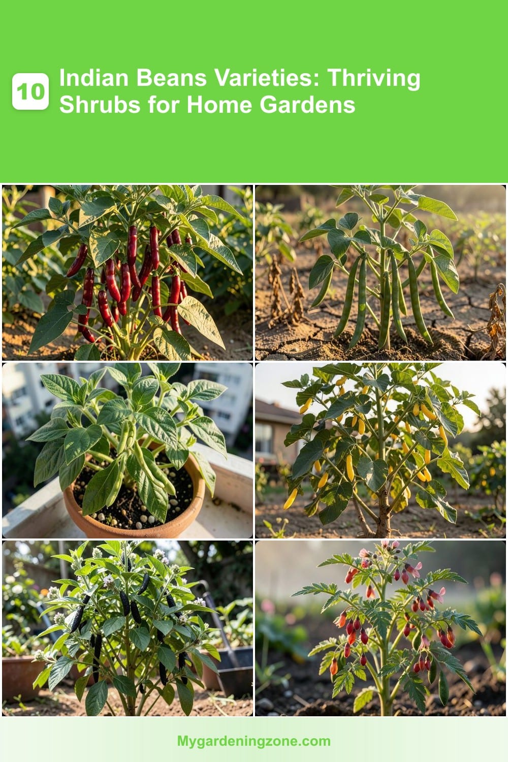 10 Indian Beans Varieties: Thriving Shrubs for Home Gardens 10 Indian Beans Varieties: Thriving Shrubs for Home Gardens