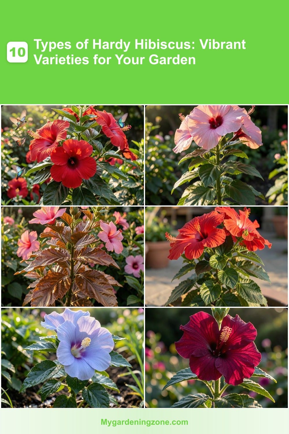 10 Types of Hardy Hibiscus: Vibrant Varieties for Your Garden 10 Types of Hardy Hibiscus: Vibrant Varieties for Your Garden